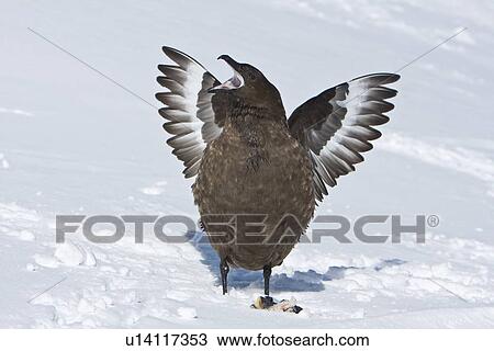 Stock Image - Sub-Antarctic Skua (Catharacta antarctica) displaying aggression after a fight for a fish head on Barrentos Island in the Aitcho Island Group, south Shetland Islands, Antarctica.. Fotosearch