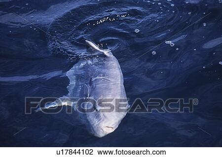 Sun fish, Mola mola, basking, Monterey bay, California, USA, Pacific ocean, National marine sanctuary View Large Photo Image Stock Image - Sun fish, Mola mola, basking, Monterey bay, California, USA, Pacific ocean, National marine sanctuary. Fotosearch