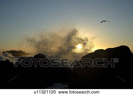 Stock Image - Sunset 45 mph wind storm, waves crashing, gulls flying, Monterey Bay, California, Pacific Ocean, National Marine Sanctuary. Fotosearch