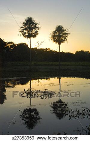 Sunset at southern Pantanal, Mato Grosso do Sul, Brazil View Large Photo Image Stock Photo - Sunset at southern Pantanal, Mato Grosso do Sul, Brazil. Fotosearch