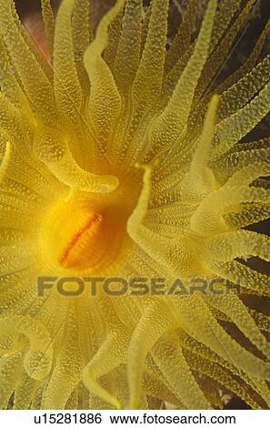 Sunset star coral. Rare in British waters. A solitary coral with glowing orange tentacles stretching to reach nutrients. UK. View Large Photo Image Stock Photograph - Sunset star coral. Rare in British waters. A solitary coral with glowing orange tentacles stretching to reach nutrients. UK.. Fotosearch