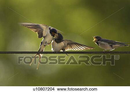 Swallow (Hirundo rustica) feeding young. Loch Awe, Argyll, Scotland, UK View Large Photo Image Picture - Swallow (Hirundo rustica) feeding young. Loch Awe, Argyll, Scotland, UK. Fotosearch