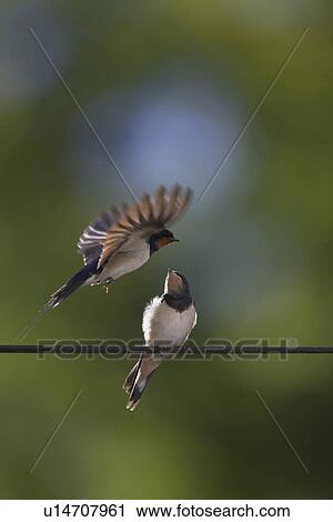 Stock Image - Swallow (Hirundo rustica) feeding young. Loch Awe, Argyll, Scotland, UK. Fotosearch