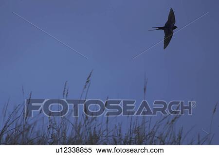 Stock Photography - Swallow (Hirundo rustica) flying low over the meadow feeding on insects. During summer Swallows can be found darting over a meadows surface feeding on the abundance of insects that can be found there.. Argyll, Scotland. Fotosearch
