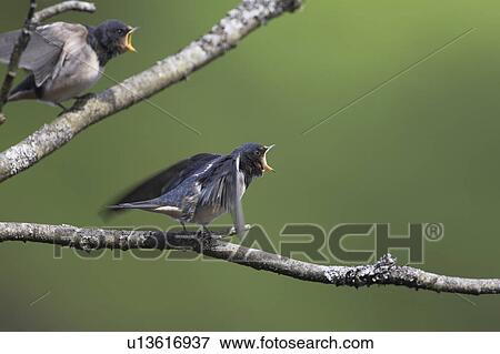 Stock Photo - Swallow (Hirundo rustica) juvenile begging for food. Loch Awe, Argyll, Scotland, UK. Fotosearch