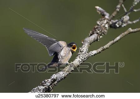 Stock Photo - Swallow (Hirundo rustica) juvenile begging for food. Loch Awe, Argyll, Scotland, UK. Fotosearch