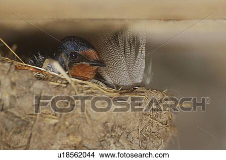 Picture - Swallow (Hirundo rustica) sitting on nest. Loch Awe, Argyll, Scotland, UK. Fotosearch