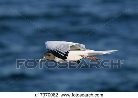Stock Image - Swallow-tailed gull (Creagrus furcatus) in flight in the Galapagos Island Group, Ecuador. Pacific Ocean. This species of gull is endemic to the Galapagos Islands. It is also a nocturnal feeding gull (note the red ring around the eye).. Fotosearch