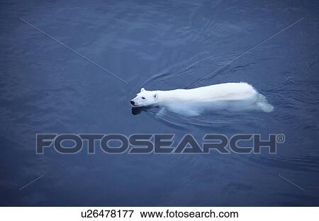 Stock Photo - Swimming Polar Bear (Ursus Maritimus). Olga Street, Svalbard, High Norwegian Arctic.. Fotosearch