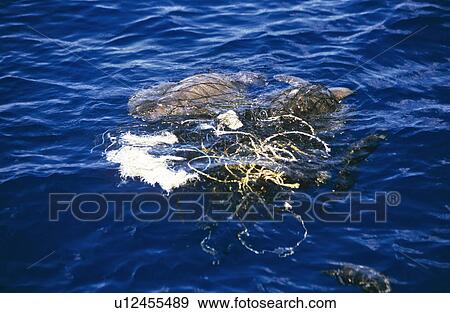 Stock Photo - Tangled Turtles. Sri Lanka. Fotosearch