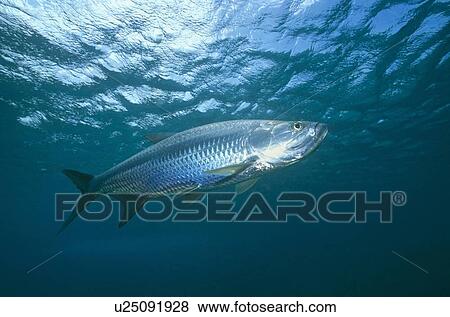 Stock Photo - Tarpon (Megalops atlanticus). Tobago.. Fotosearch