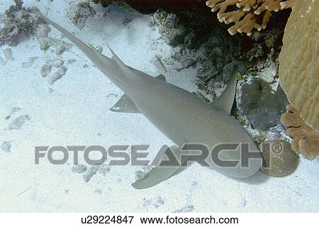 Tawny nurse shark, Nebrius ferrugineus, Jaboan, Rongelap, Marshall Islands, Micronesia View Large Photo Image Stock Photo - Tawny nurse shark, Nebrius ferrugineus, Jaboan, Rongelap, Marshall Islands, Micronesia. Fotosearch