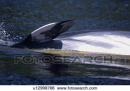 The distinctive colouration pattern of a Minke whale (Balaenoptera acutorostrata). Note that the typical white flipper band extends on to the lower side of the pectoral fin. St. Lawrence estuary, Canada (rr) View Large Photo Image Stock Photograph - The distinctive colouration pattern of a Minke whale (Balaenoptera acutorostrata). Note that the typical white flipper band extends on to the lower side of the pectoral fin. St. Lawrence estuary, Canada (rr). Fotosearch