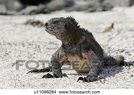 Picture - The endemic marine iguana (Amblyrhynchus cristatus) in the Galapagos Island Group, Ecuador. This is the only marine iguana in the world, with many of the main islands having it's own subspecies. Pacific Ocean.. Fotosearch