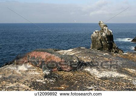 Stock Image - The endemic marine iguana (Amblyrhynchus cristatus) in the Galapagos Island Group, Ecuador. This is the only marine iguana in the world, with many of the main islands having it's own subspecies. Pacific Ocean.. Fotosearch
