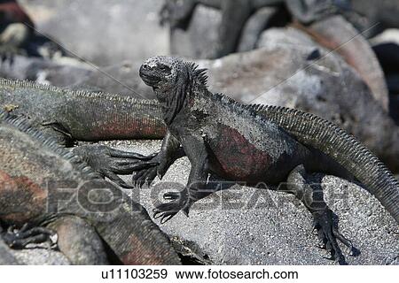 Stock Photo - The endemic marine iguana (Amblyrhynchus cristatus) in the Galapagos Island Group, Ecuador. This is the only marine iguana in the world, with many of the main islands having it's own subspecies. Pacific Ocean.. Fotosearch