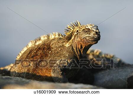 The endemic marine iguana (Amblyrhynchus cristatus) in the Galapagos Island Group, Ecuador. This is the only marine iguana in the world, with many of the main islands having it's own subspecies. Pacific Ocean. View Large Photo Image Stock Photo - The endemic marine iguana (Amblyrhynchus cristatus) in the Galapagos Island Group, Ecuador. This is the only marine iguana in the world, with many of the main islands having it's own subspecies. Pacific Ocean.. Fotosearch