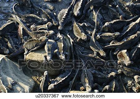 Stock Photo - The endemic marine iguana (Amblyrhynchus cristatus) in the Galapagos Island Group, Ecuador. This is the only marine iguana in the world, with many of the main islands having it's own subspecies. Pacific Ocean.. Fotosearch