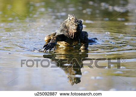 The endemic marine iguana (Amblyrhynchus cristatus) reflected in calm lagoon in the Galapagos Island Group, Ecuador. This is the only marine iguana in the world, with many of the main islands having it's own subspecies. Pacific Ocean. View Large Photo Image Stock Photo - The endemic marine iguana (Amblyrhynchus cristatus) reflected in calm lagoon in the Galapagos Island Group, Ecuador. This is the only marine iguana in the world, with many of the main islands having it's own subspecies. Pacific Ocean.. Fotosearch