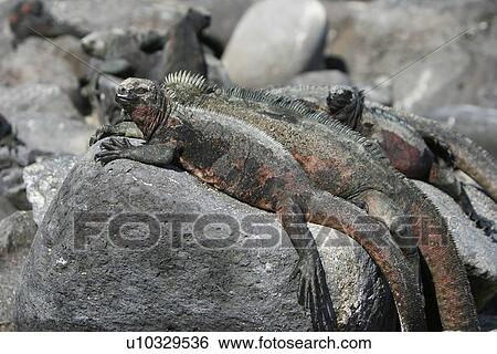 The endemic marine iguana (Amblyrhynchus cristatus) in the Galapagos Island Group, Ecuador. This is the only marine iguana in the world, with many of the main islands having it's own subspecies. Pacific Ocean. View Large Photo Image Stock Photograph - The endemic marine iguana (Amblyrhynchus cristatus) in the Galapagos Island Group, Ecuador. This is the only marine iguana in the world, with many of the main islands having it's own subspecies. Pacific Ocean.. Fotosearch