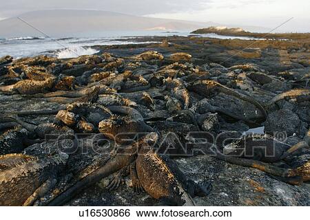 Stock Photograph - The endemic marine iguanas (Amblyrhynchus cristatus) basking in the sun in the Galapagos Island Group, Ecuador. This is the only marine iguana in the world, with many of the main islands having it's own subspecies. Pacific Ocean.. Fotosearch