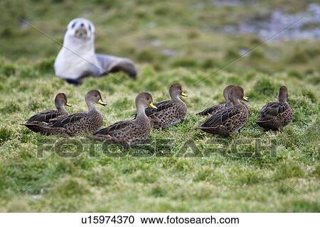 The endemic South Georgia pintail (Anas georgica georgica) on the banks of a small stream just outside the abandoned whaling station at Grytviken on South Georgia in the Southern Atlantic Ocean. View Large Photo Image Stock Image - The endemic South Georgia pintail (Anas georgica georgica) on the banks of a small stream just outside the abandoned whaling station at Grytviken on South Georgia in the Southern Atlantic Ocean.. Fotosearch