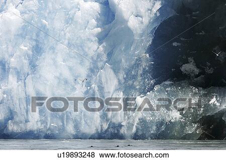 Stock Photo - The face of the Sawyer Glacier, a tidewater glacier at the end of Tracy Arm in Southeast Alaska, USA.. Fotosearch