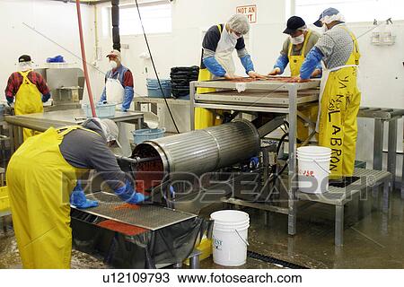 Stock Image - The Norquest Fish Processing Plant in Petersburg, Southeast Alaska, USA. Shown here processing fresh and wild salmon roe for the Asian fish market.. Fotosearch