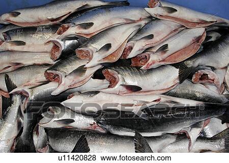 The Norquest Fish Processing Plant in Petersburg, Southeast Alaska, USA. Shown here processing fresh and wild salmon for market. View Large Photo Image Stock Photo - The Norquest Fish Processing Plant in Petersburg, Southeast Alaska, USA. Shown here processing fresh and wild salmon for market.. Fotosearch