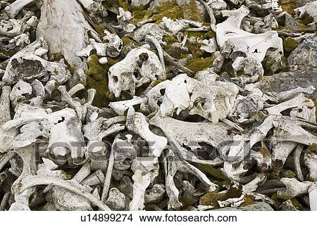 Picture - The remains of a walrus (Odobenus rosmarus rosmarus) slaughter and processing near the Radio station on northern Bear Island in the Svalbard Archipeligo.. Fotosearch
