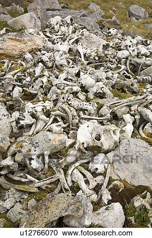 Stock Image - The remains of a walrus (Odobenus rosmarus rosmarus) slaughter and processing near the Radio station on northern Bear Island in the Svalbard Archipeligo.. Fotosearch