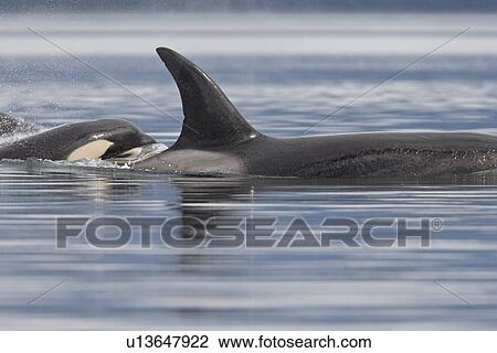 Stock Image - The transient Orca (Orcinus orca) pod T88 consisting of 6 animals in total. The pod was sighted off Cape Strait and followed to Beacon Point along the east coast of Kupreanof Island just outside of Petersburg, Southeast Alaska, USA. Pacific Ocean. The adu. Fotosearch