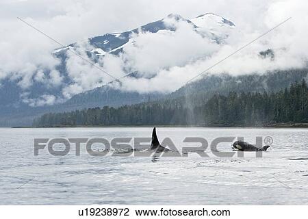 Stock Image - The transient Orca (Orcinus orca) pod T88 consisting of 6 animals in total. The pod was sighted off Cape Strait and followed to Beacon Point along the east coast of Kupreanof Island just outside of Petersburg, Southeast Alaska, USA. Pacific Ocean. The adu. Fotosearch