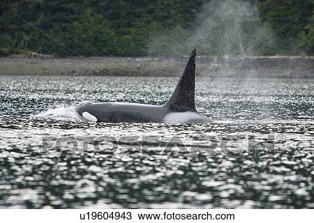 Stock Image - The transient Orca (Orcinus orca) pod T88 consisting of 6 animals in total. The pod was sighted off Cape Strait and followed to Beacon Point along the east coast of Kupreanof Island just outside of Petersburg, Southeast Alaska, USA. Pacific Ocean. The adu. Fotosearch