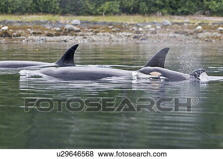 The transient Orca (Orcinus orca) pod T88 consisting of 6 animals in total. The pod was sighted off Cape Strait and followed to Beacon Point along the east coast of Kupreanof Island just outside of Petersburg, Southeast Alaska, USA. Pacific Ocean. The adu View Large Photo Image Stock Photo - The transient Orca (Orcinus orca) pod T88 consisting of 6 animals in total. The pod was sighted off Cape Strait and followed to Beacon Point along the east coast of Kupreanof Island just outside of Petersburg, Southeast Alaska, USA. Pacific Ocean. The adu. Fotosearch