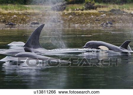 Stock Photograph - The transient Orca (Orcinus orca) pod T88 consisting of 6 animals in total. The pod was sighted off Cape Strait and followed to Beacon Point along the east coast of Kupreanof Island just outside of Petersburg, Southeast Alaska, USA. Pacific Ocean. The adu. Fotosearch