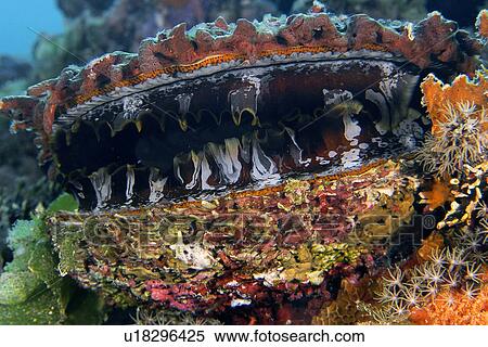 Stock Photography - Thorny oyster, Spondylus varius, Namu atoll, Marshall Islands (N. Pacific). Fotosearch