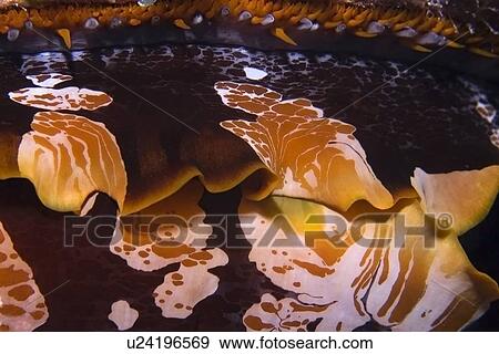 Thorny oyster, Spondylus varius, Rongelap, Marshall Islands, Micronesia View Large Photo Image Stock Photo - Thorny oyster, Spondylus varius, Rongelap, Marshall Islands, Micronesia. Fotosearch