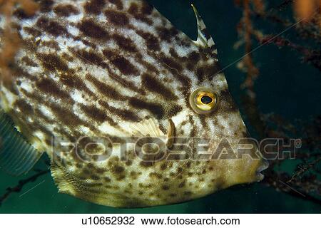 Thread-sail filefish, (Stephanolepis cirrhifer), Seopsom island, Jeju-Do, South Korea (East Sea) View Large Photo Image Stock Image - Thread-sail filefish, (Stephanolepis cirrhifer), Seopsom island, Jeju-Do, South Korea (East Sea) . Fotosearch
