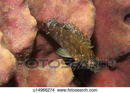 Threadfin Hawkfish (Cirrhitichthys aprinus) on sponge, Dauin, Dumaguete, s Island, Philippines View Large Photo Image Picture - Threadfin Hawkfish (Cirrhitichthys aprinus) on sponge, Dauin, Dumaguete, s Island, Philippines. Fotosearch