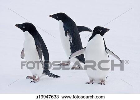Stock Image - Three adult Adelie penguins (Pygoscelis adeliae) hauled out and resting on the ice floes below the Antarctic circle, Antarctica.. Fotosearch
