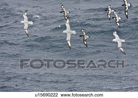 Stock Image - Three adult southern fulmar (Fulmarus glacialoides) on the wing among five cape petrels (Daption capense) in the Drake passage between the tip of South America and Antarctica. Southern Ocean.. Fotosearch