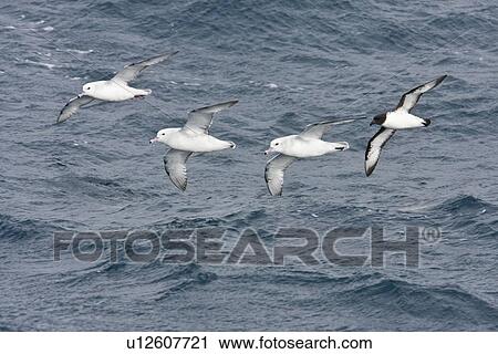 Three adult southern fulmars (Fulmarus glacialoides) on the wing with a single cape petrel (Daption capense) in the Drake passage between the tip of South America and Antarctica. Southern Ocean. View Large Photo Image Stock Image - Three adult southern fulmars (Fulmarus glacialoides) on the wing with a single cape petrel (Daption capense) in the Drake passage between the tip of South America and Antarctica. Southern Ocean.. Fotosearch