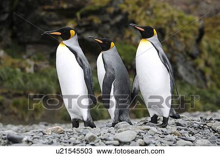 Three king penguins (Aptenodytes patagonicus) near colony of nesting animals numbering about 7, 000 nesting pairs at Fortuna Bay on South Georgia Island, South Atlantic Ocean. View Large Photo Image Stock Image - Three king penguins (Aptenodytes patagonicus) near colony of nesting animals numbering about 7, 000 nesting pairs at Fortuna Bay on South Georgia Island, South Atlantic Ocean.. Fotosearch