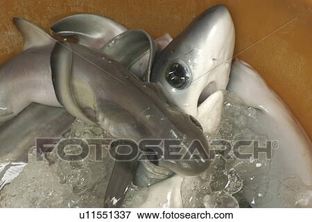 Stock Photo - Thresher shark pups, Alopias sp., Nanfang'ao fish market, Suao, Taipei, Taiwan (Republic of China). Fotosearch