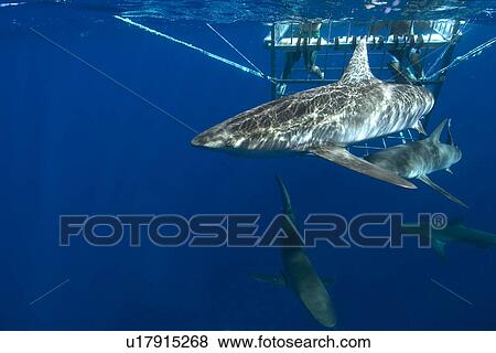 Stock Photo - Thrill seekers experience cage diving with Galapagos sharks, Carcharhinus galapagensis, North shore, Oahu, Hawaii, USA. Fotosearch
