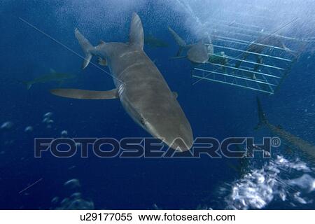 Thrill seekers experience cage diving with Galapagos sharks, Carcharhinus galapagensis, North shore, Oahu, Hawaii, USA (rr) View Large Photo Image Stock Photography - Thrill seekers experience cage diving with Galapagos sharks, Carcharhinus galapagensis, North shore, Oahu, Hawaii, USA (rr). Fotosearch