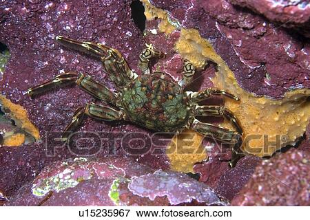 Stock Photo - Tidal crab, Plagusia depressa, St. Peter and St. Paul's rocks, Brazil, Atlantic Ocean . Fotosearch