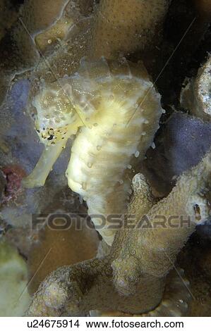 Tigertail seahorse, Hippocampus comes, Malapascua, Northern Cebu, Philippines, Visayan Sea View Large Photo Image Picture - Tigertail seahorse, Hippocampus comes, Malapascua, Northern Cebu, Philippines, Visayan Sea. Fotosearch