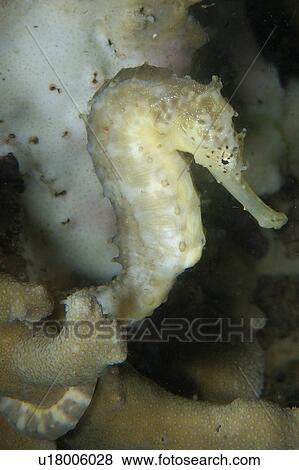 Stock Photo - Tigertail seahorse, Hippocampus comes, Malapascua, Northern Cebu, Philippines, Visayan Sea. Fotosearch